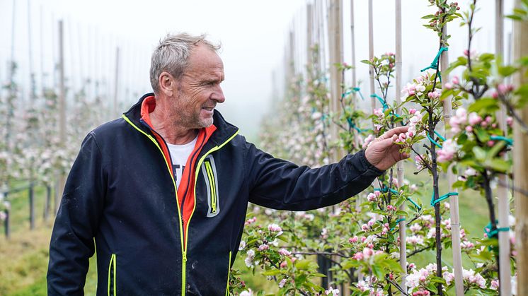 sydGrönt har alltid en grön tanke i allt vi gör. Här är vår odlare Tomas i sin blommande äppelodling. 