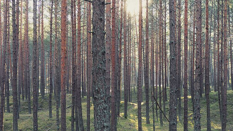 Abkati och Nordic Lights ställer ut på SkogsElmia