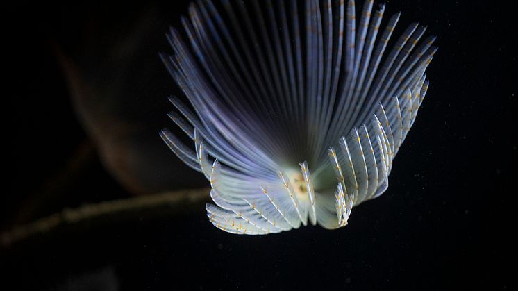 Sabella pavonina närbild webb foto RJ HH