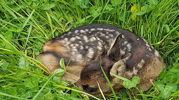 Drohnen-Kaskoversicherung ergänzt ab sofort die Jagd-Haftpflichtversicherung