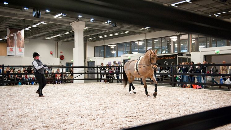 EuroHorse 2013