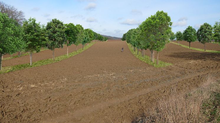 Simulation der Perspektive einer jüngst erfolgten Pflanzung, VRD Stiftung für erneuerbare Energien