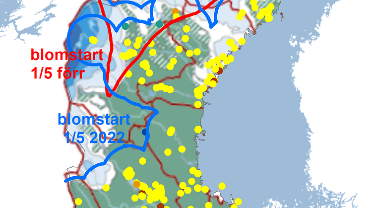 tussilago2022snö