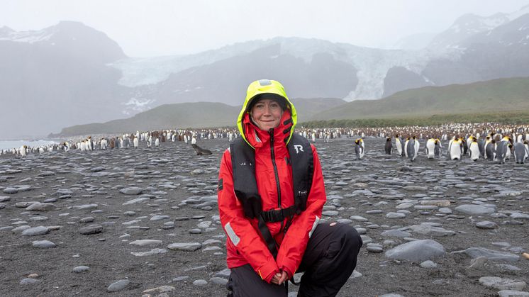 Penguins-Gold-Harbor-South-Georgia-HGR-134247- Photo_Genna_Roland.JPG