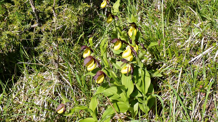 Frauenschuh im Val d'Unia (c) Scuol Samnaun Val Müstair, Ernst Schlumpf