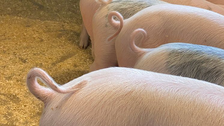 Så bekämpar vi svindysenteri i grisbesättningar