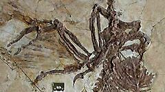 Fågelpaleontologer i fronten