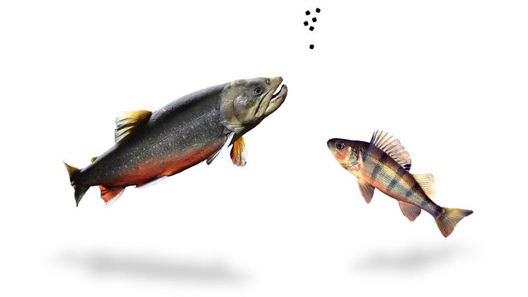 Fiskfritt proteinfoder till röding och abborre