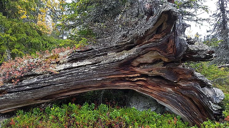 Död ved i nordlig boreal skog Foto: Joakim Hjältén