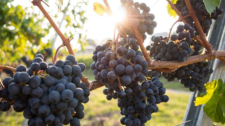 Den 7 juli 2023 lanseras C'era una volta Lambrusco di Sorbara DOP 2022 på Systembolagets hyllor. Inköpt volym är 14.400 flaskor och vinet kommer att lanseras i cirka 230 butiker. Pris: 149 kr