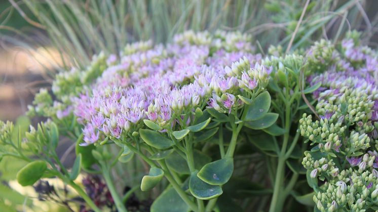Kinesisk kärleksört, Hylotelephium spectabile 'Granlunda' vårnyhet 2014, Blomsterlandet
