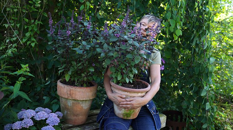 Årets Sommarblomma 2025 Annika Christensen Blomsterbasilika Magic Salvia foto SydGrönt (2).jpg