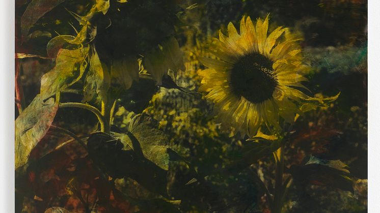 Erik Steffensen, Sunflowers IV, 2024