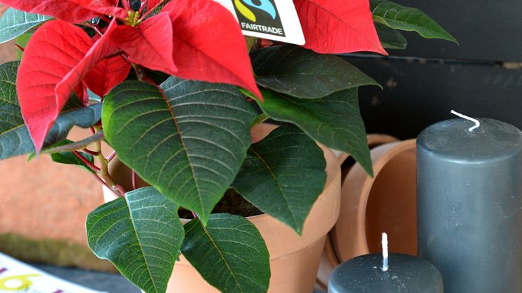 Första Fairtrade-märkta Julstjärnan i Sverige