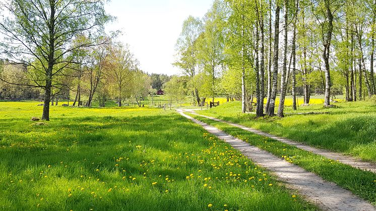 Omgivning i Ässkog_foto_orebro_kommun_1