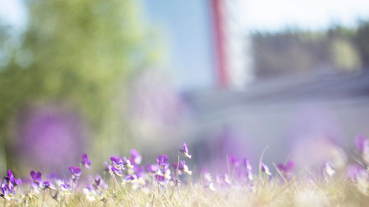 Violer växjö energi sandviksverket miljö
