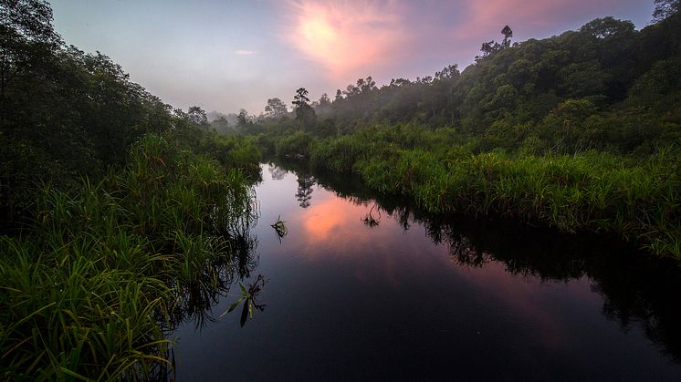 The WILD Project Uri Golman