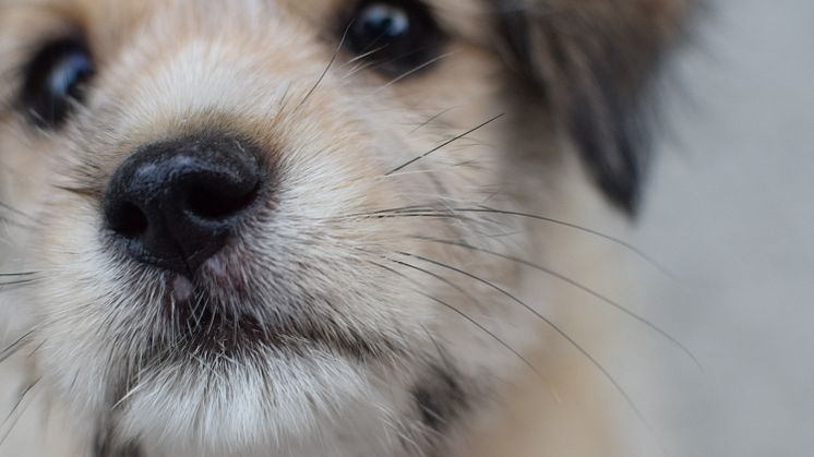 Om hunden blir sjuk - vad ska du tänka på?