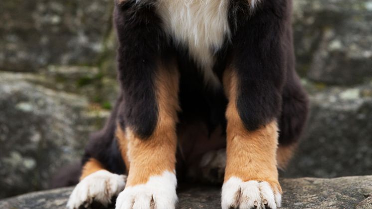 Klobrott - en vanlig anledning till veterinärbesök