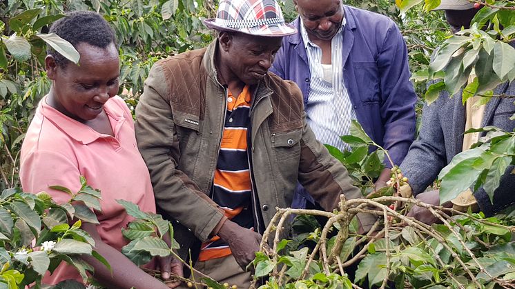 Kaffefarm i Kenya
