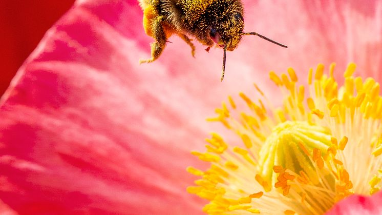 Utställningen SURR landar i Skellefteå Stadspark under Pollineringsveckan 14–22 maj.