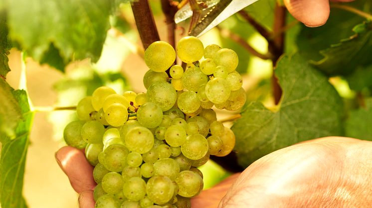 Piper Heidsieck Rare - Chardonnay grapes