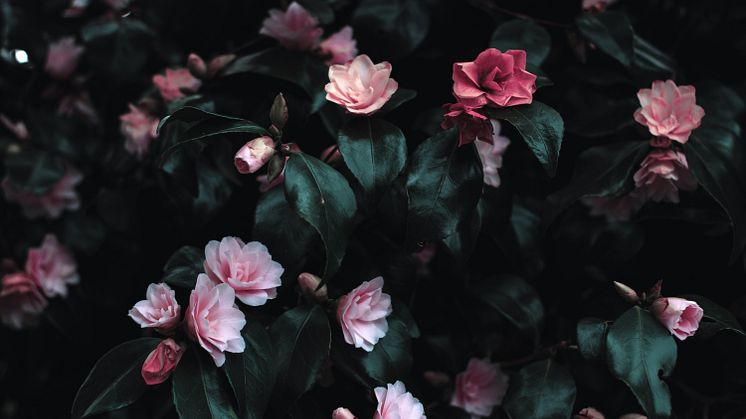 Disse blomster er nemme at holde