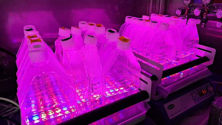 Experiments to study the effect of nutrient limitation on ice algae growth