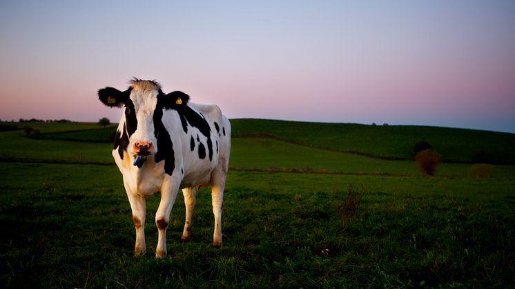 Skånemejerier visar vägen med ansvarsfullt producerad soja