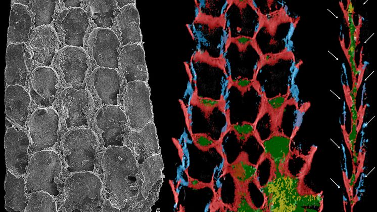 Bryozoa 2 Zhiliang Zhang.jpg