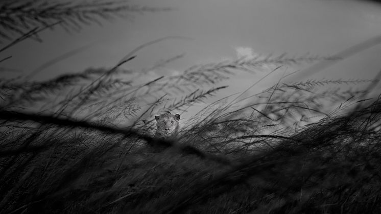 EOS R5_Sample_Clement_Kiragu_lion_grass
