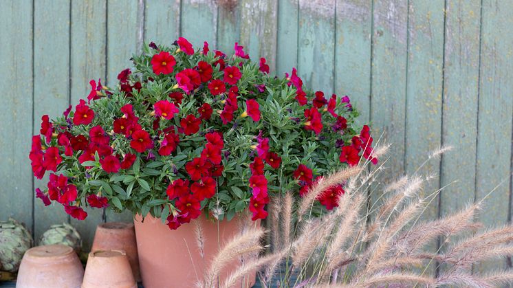 MINI NEO FIRESTORM - en eldig nyhet i blomstervärlden.