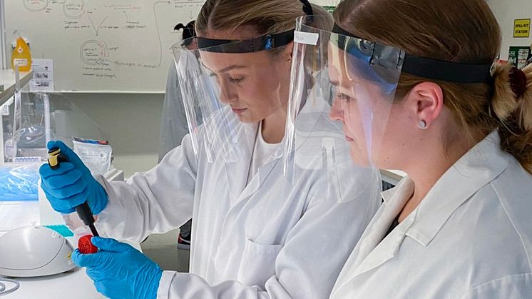 Ebba Stål och Frida Wallbom, studenter på programmet ​Biovetenskap - Molekylär biodesign, förändrar bananflugans DNA.
