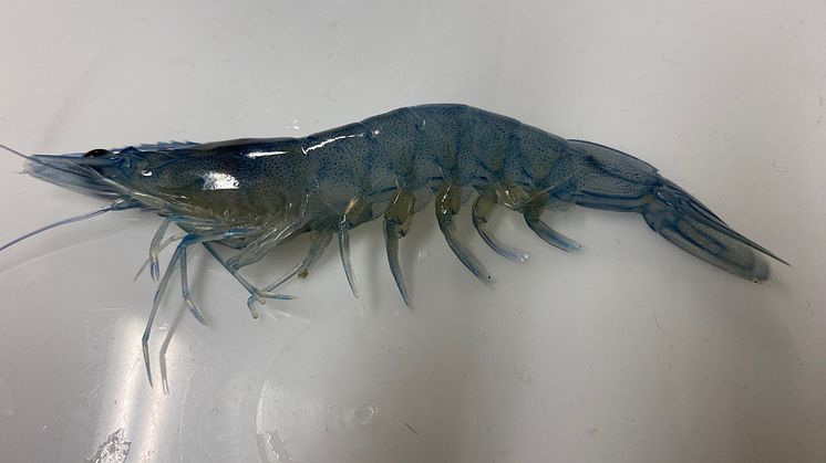 shrimp