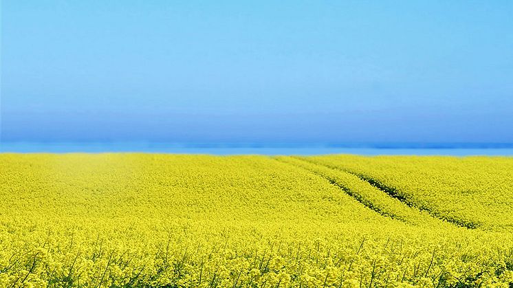 Gult och blått - en symbolisk bild för Ukraina. Foto: pixabay.com