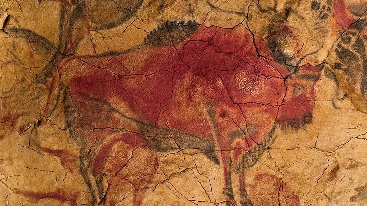 Bild: Grottmålning av bisonoxe från norra Spanien, cirka 30 000 år gammal. 