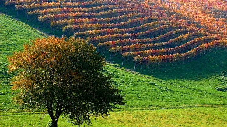 Nyhet med Temaresor: Tryffeljakt och vinvandringar i Piemonte