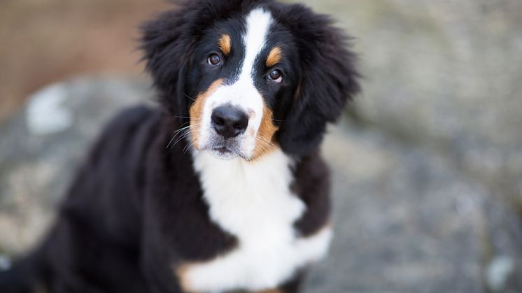Bella - februari 2015
