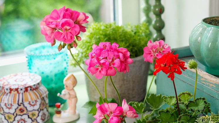​Det våras för pelargoner