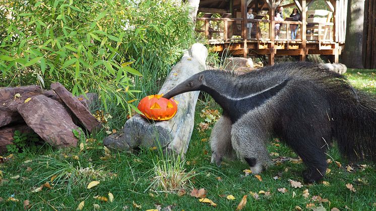 Zoo Leipzig: Halloween in Südamerika