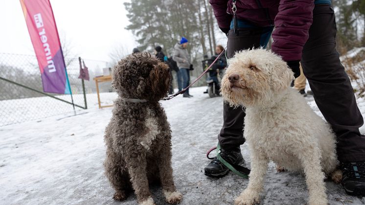 Förväntansfulla hundar i Skultuna. Foto: Bostads AB Mimer/Fotograf Per Groth