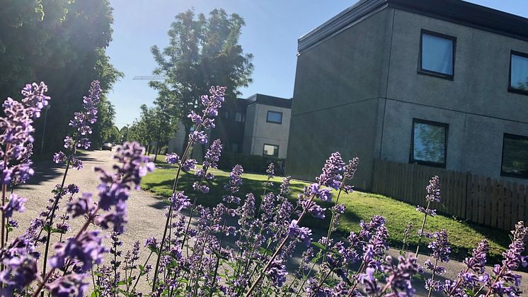 Offerkällan Blommor