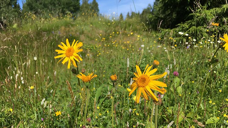 En av våra mest kända ängsblommor, slåttergubbe (Arnica montana).