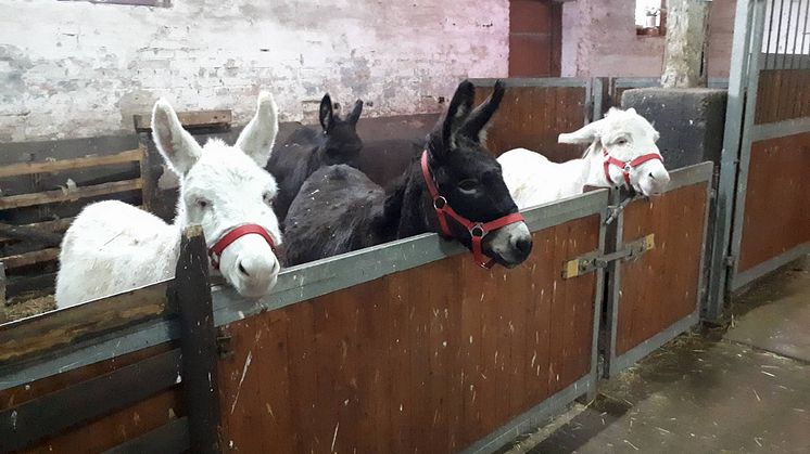 Für ein starkes Bärenherz: Klostergut Mößlitz richtet Weihnachten im Stall aus