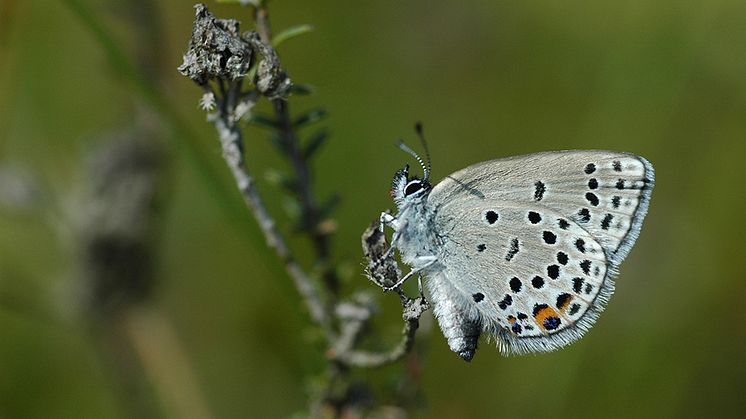 Violett blåvinge Plebejus optilete, en fjärilsart som har dött ut på manga platser i Finland på grund av klimatförändringarna. Foto: Jaap Bouwman