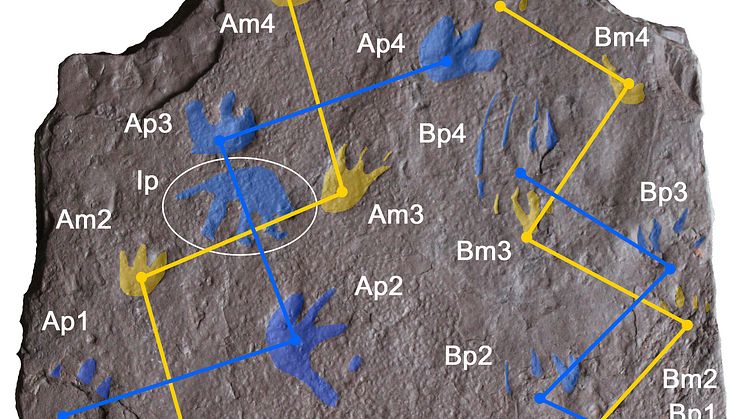 Reptile tracks