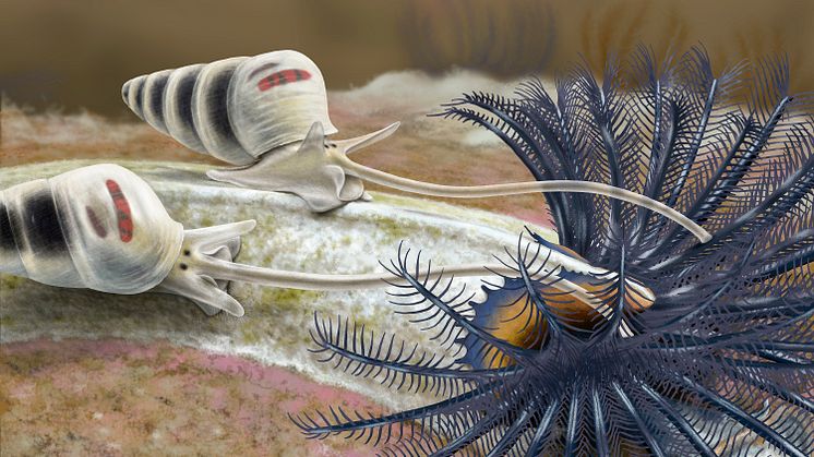 Torntandsnatting_Odostomia turrita_Illustration_Robert Back