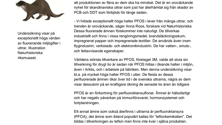 Ökande mängd fluorerade miljögifter i Sveriges uttrar