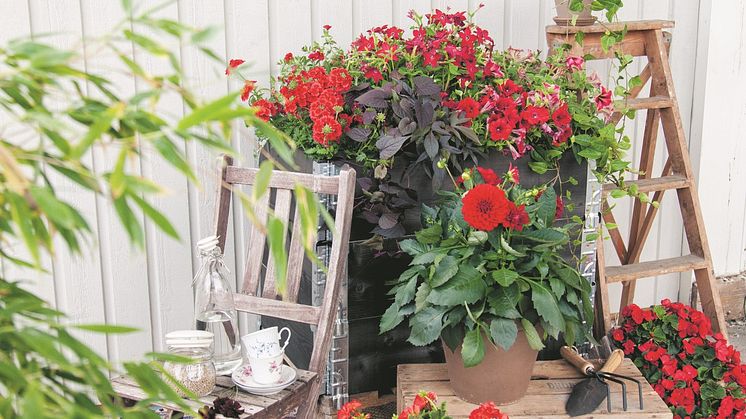 Sommarblommor i rött