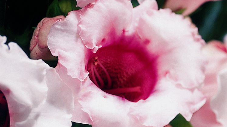 Gloxinia